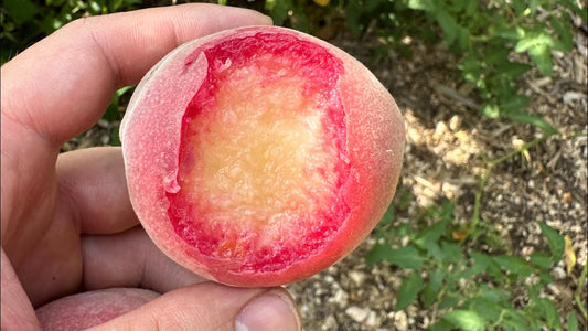 The Ultimate Guide to Fruit Tree Care: Top Tips to Keep Fruit Trees Happy and Healthy
