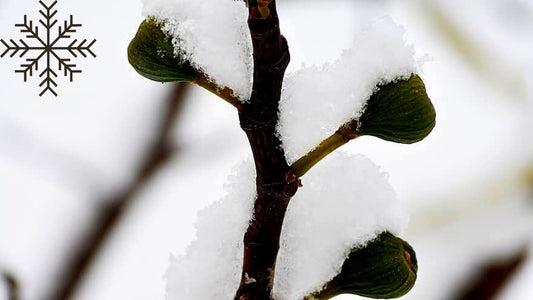 Amazing Cold Hardy Figs: Thriving Against the Odds!