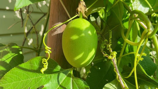 Discover the 4 Fastest Growing Fruiting Plants YOU Must Grow NOW 🌱🍎🍇