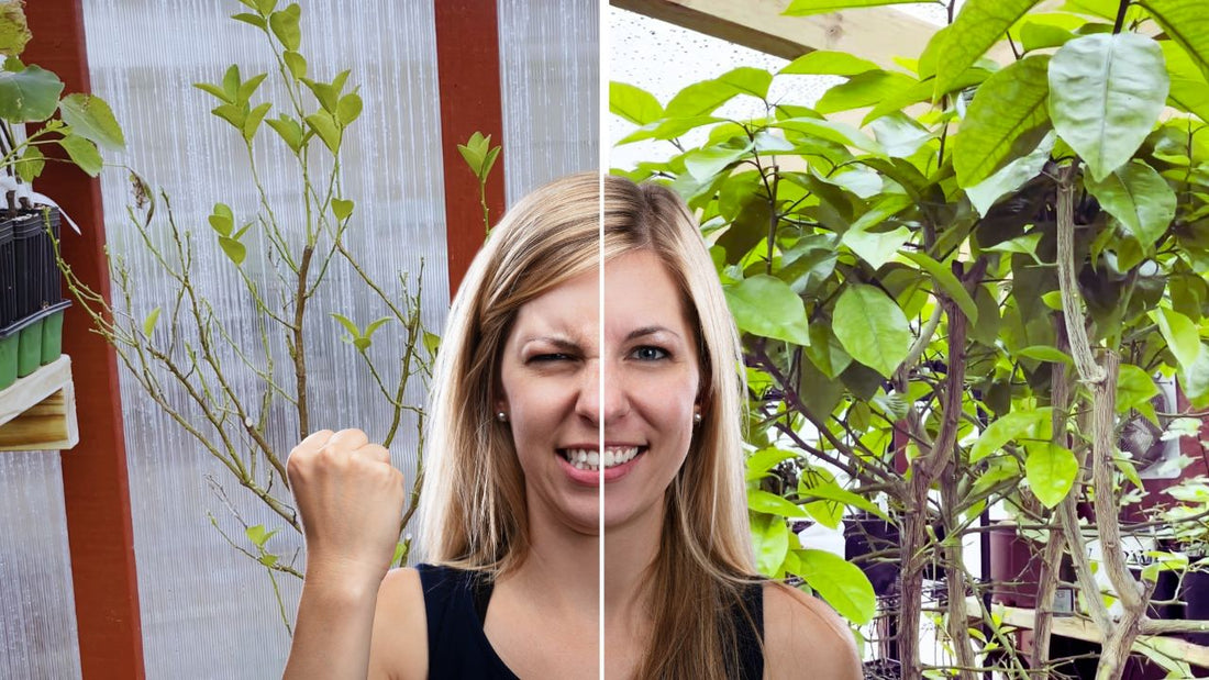 5 Reasons Your Indoor Citrus Tree Is Dying And How To Save It