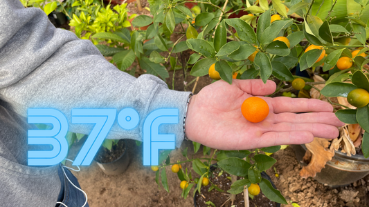 How To Grow Citrus Trees In Colder Climates
