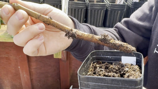 A Comprehensive Guide to Easily Propagate Plants from Cuttings