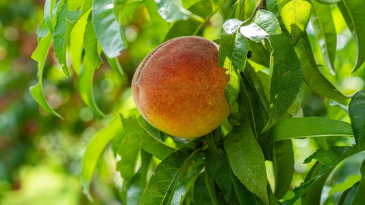 The Art of Pruning Peach Trees: A Step-by-Step Guide
