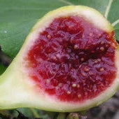 Nazarti (rooted)