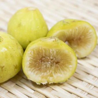 Ischia White (rooted)