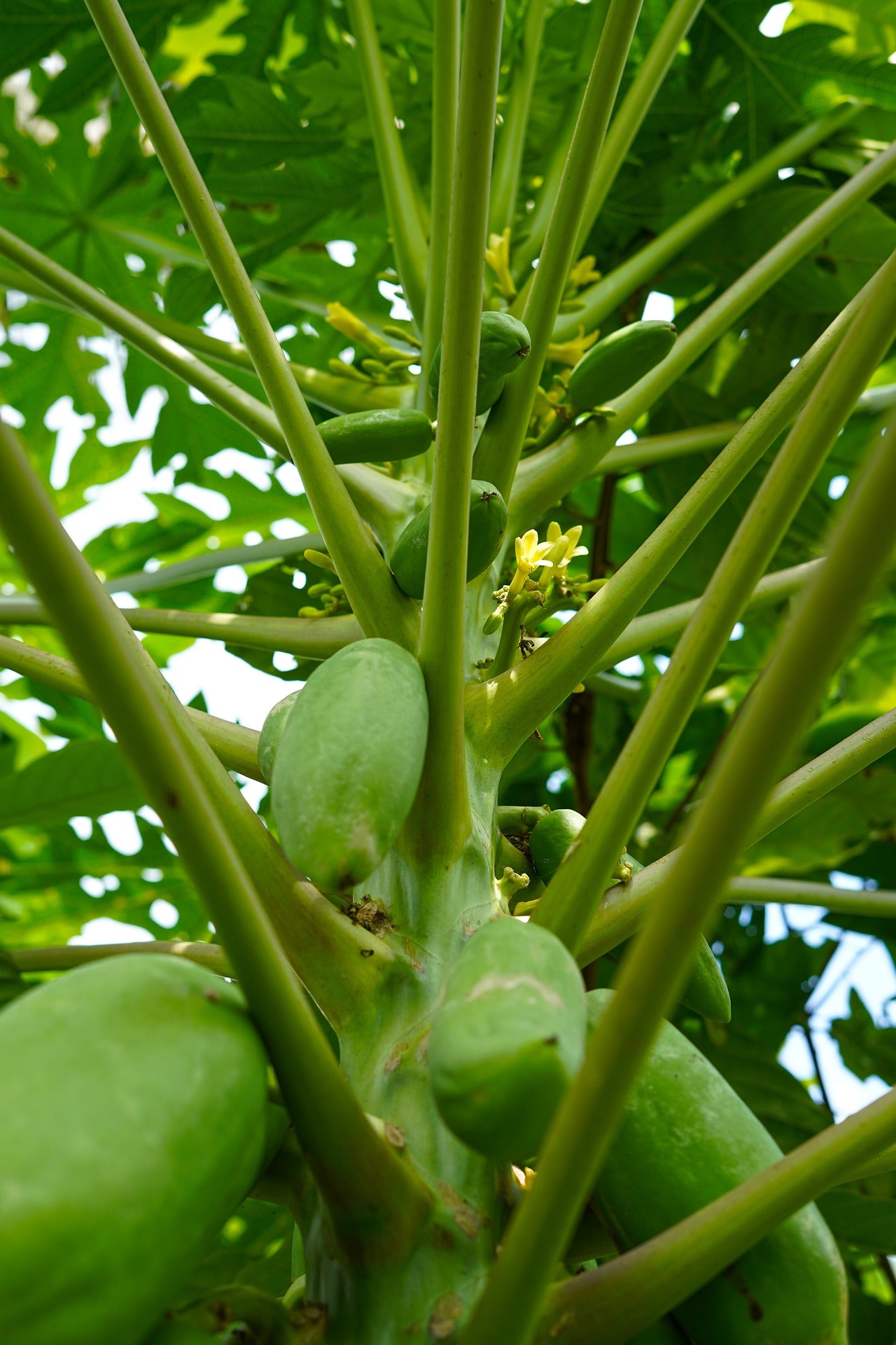 Dwarf Hawaiian Papaya