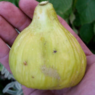 White Genoa Fig (rooted)