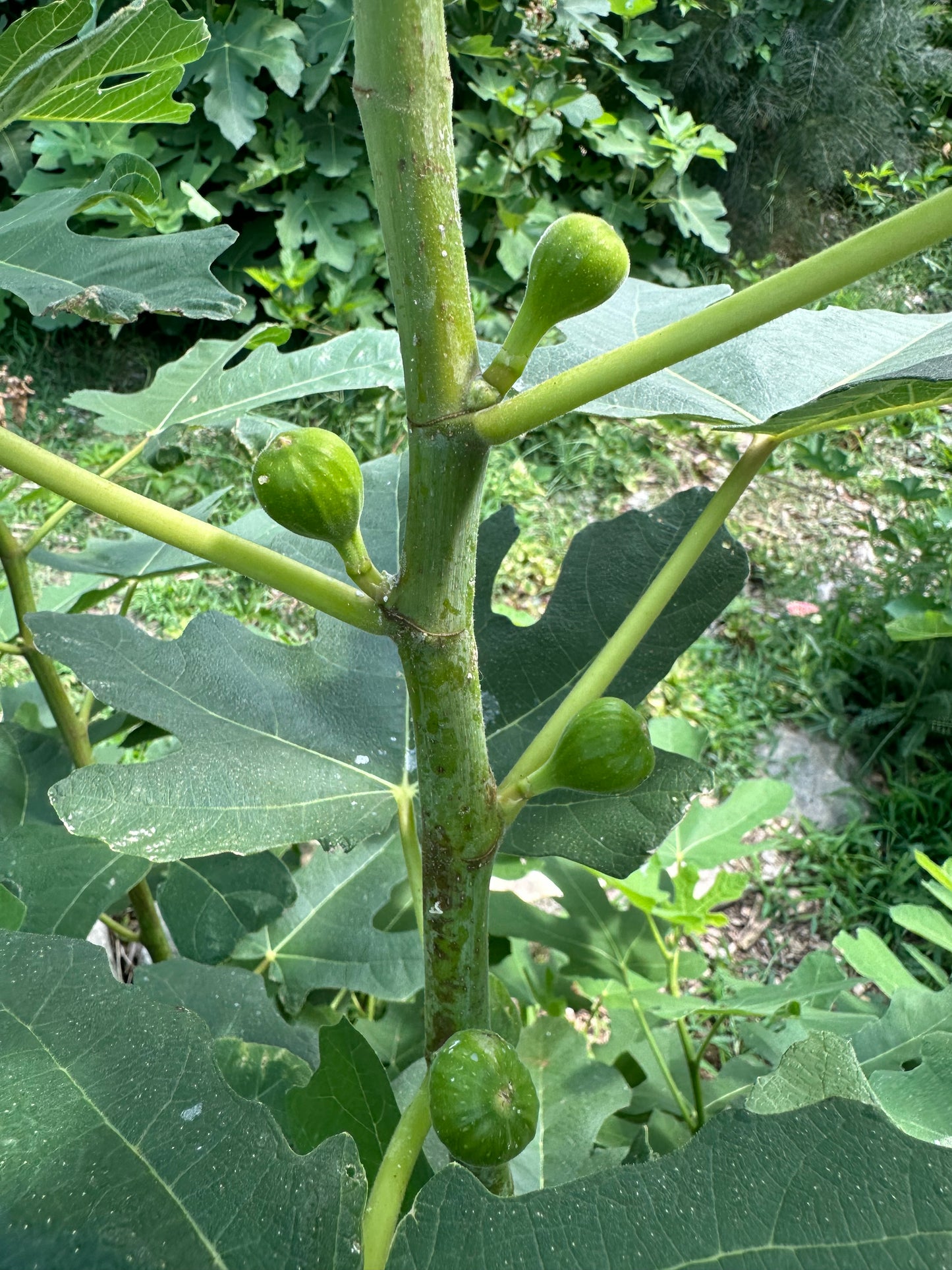 Uknown Spadafora (rooted)