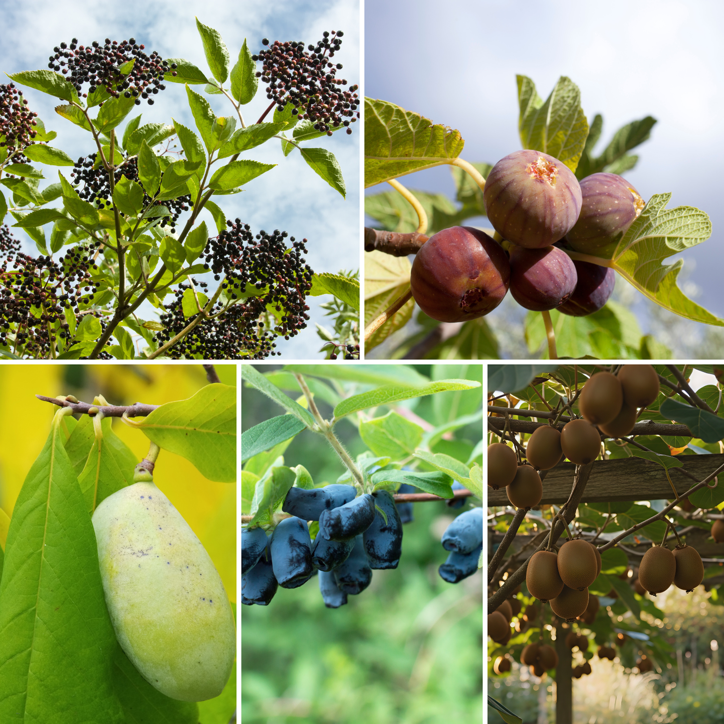 Cold Hardy Food Forest Bundle