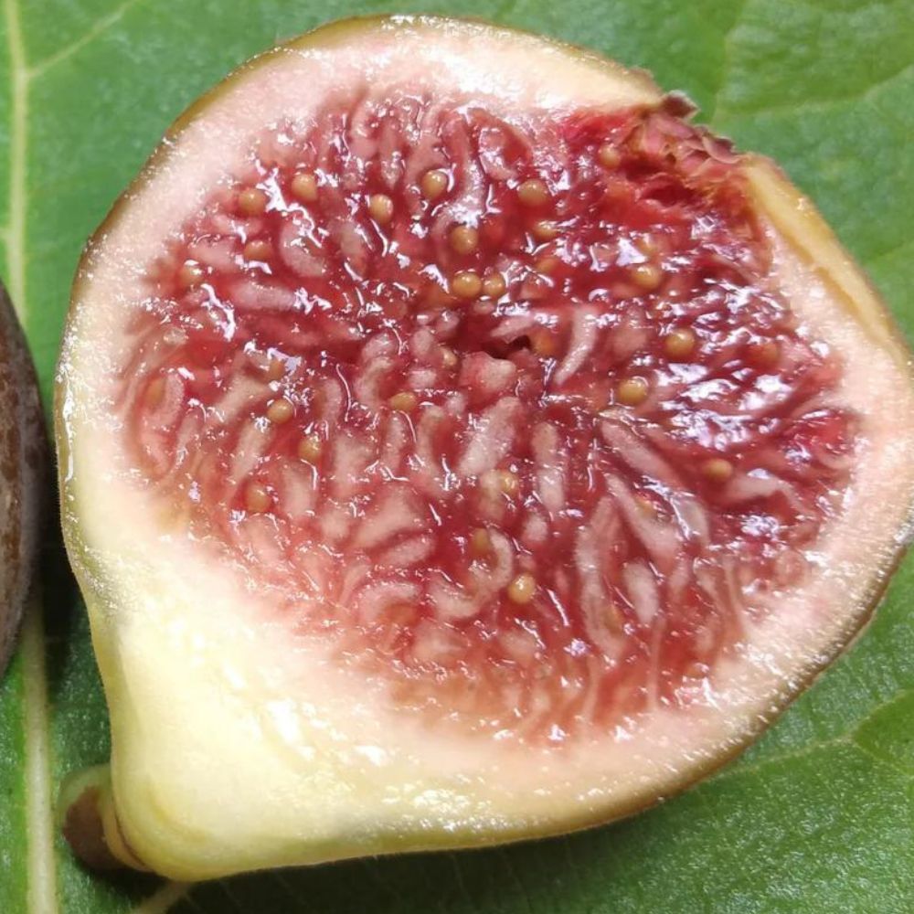 Bursa Salahi Fig (rooted)