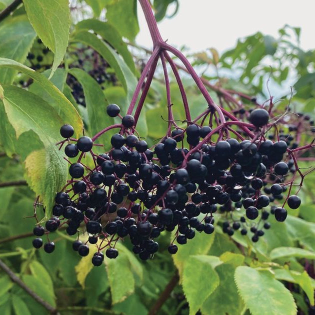 Adams Elderberry