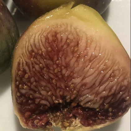 Ann Paige (Cuttings)