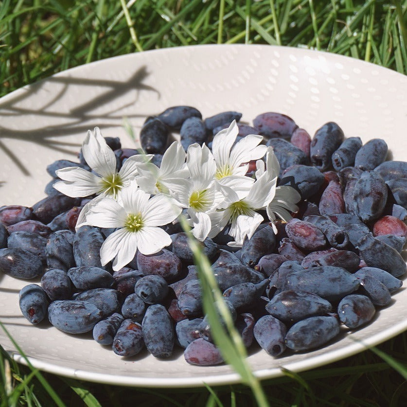 Tundra Honeyberry