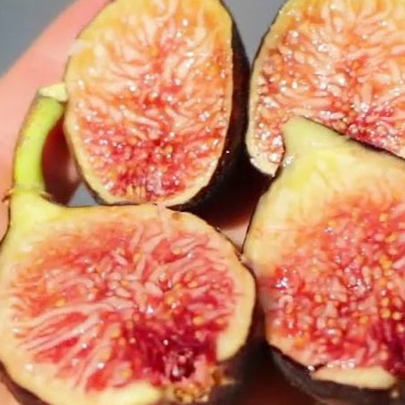 Black Kutfeji (Cuttings)