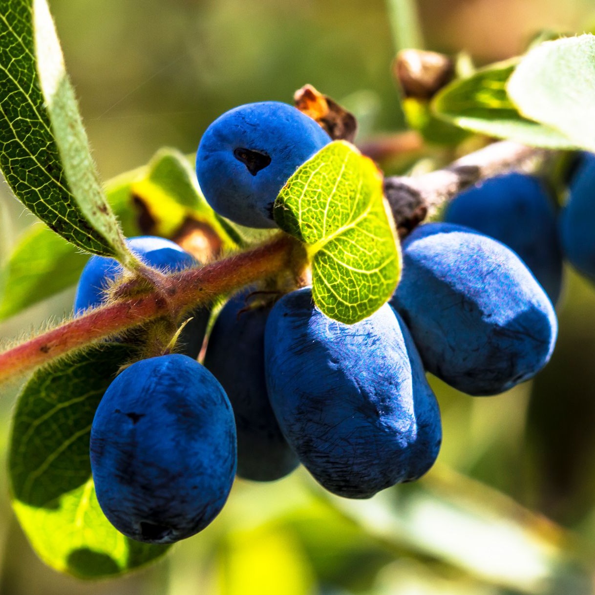 Blue Pacific Honeyberry