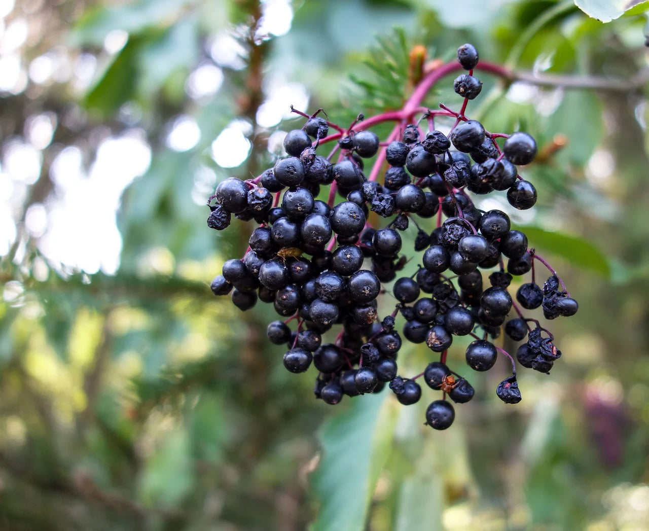 Bob Gordon Elderberry