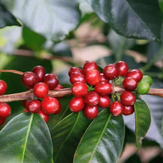 Coffea Arabica