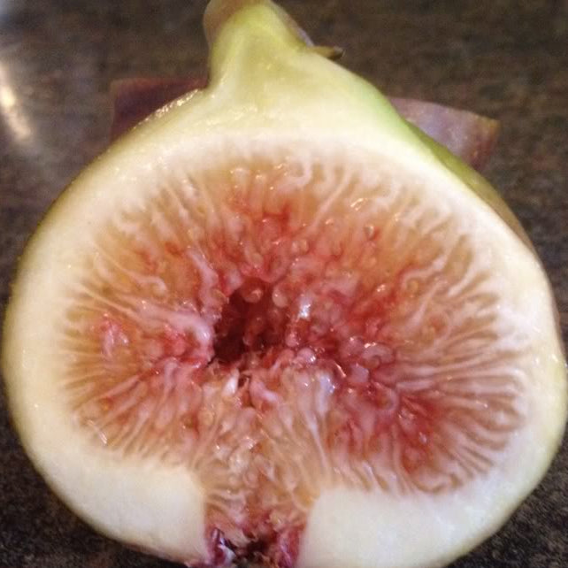 Columbaro Nero (Cuttings)