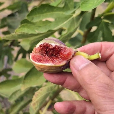 Dumanli Kara (rooted)