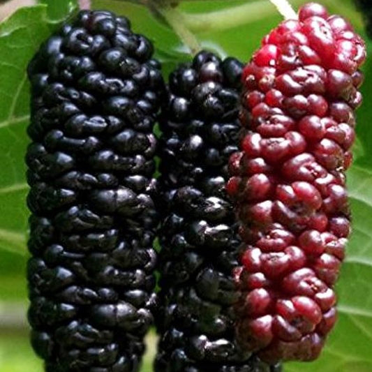 Illinois Everbearing Mulberry (rooted)