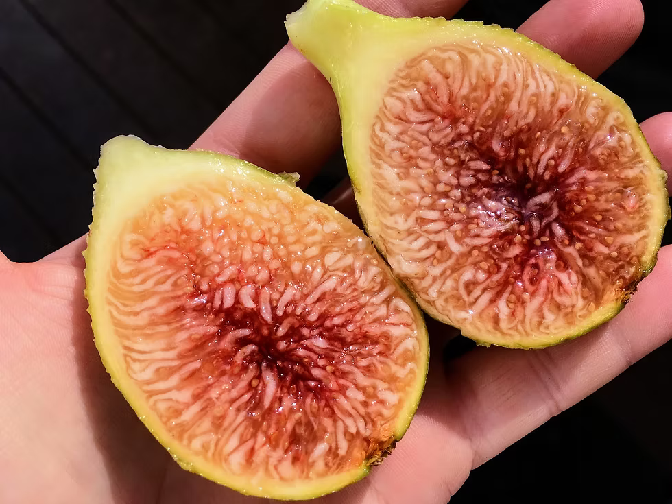 Judea Fig (Cuttings)