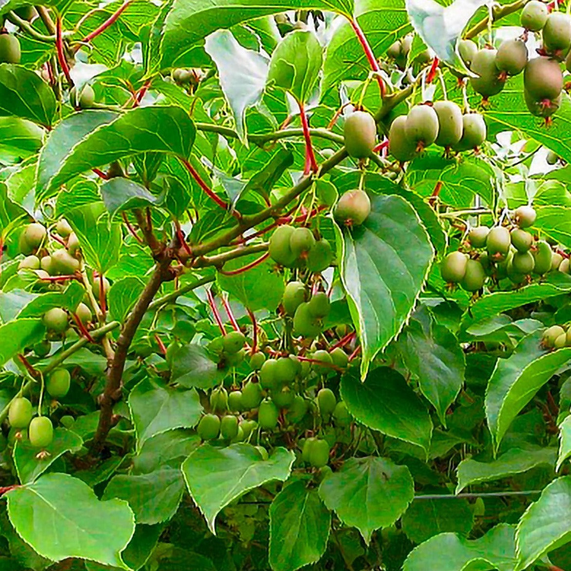 Hardy Kiwi Bundle
