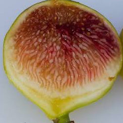 Lampeira Branca (rooted)