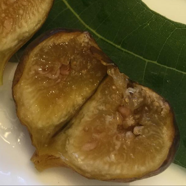 LSU O'Roarke (rooted)