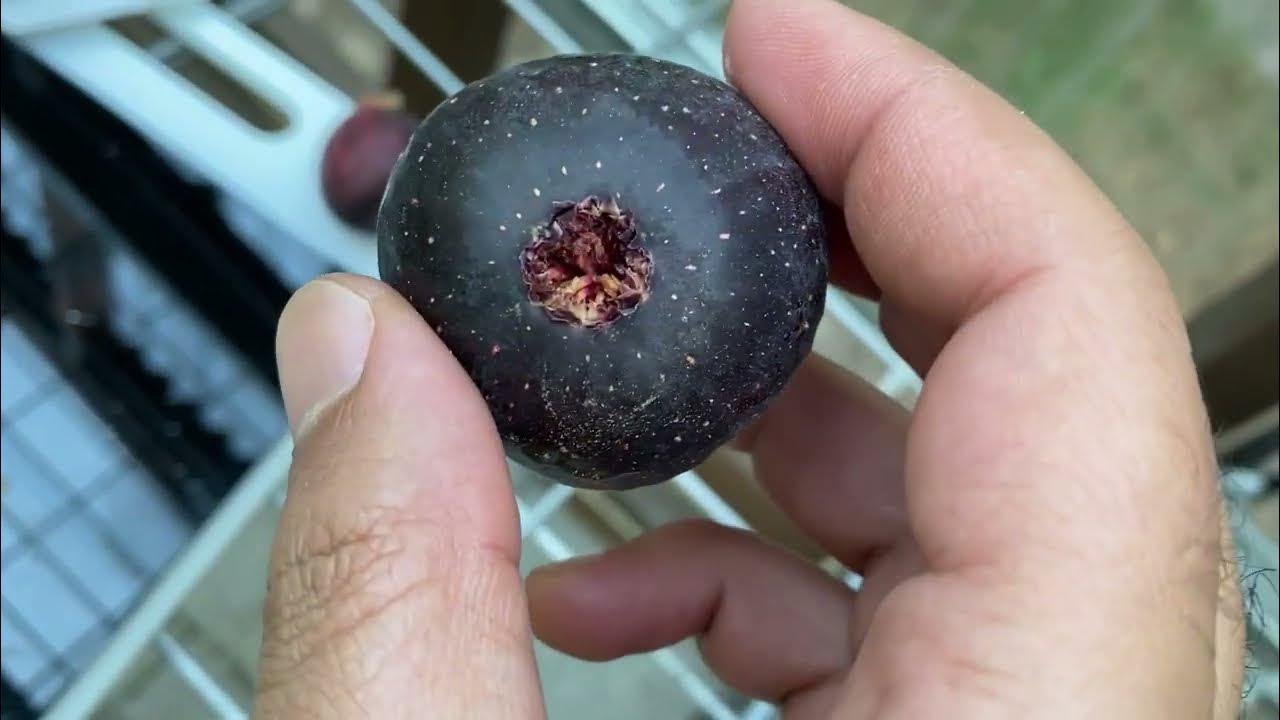 Allentown Black (Cuttings)