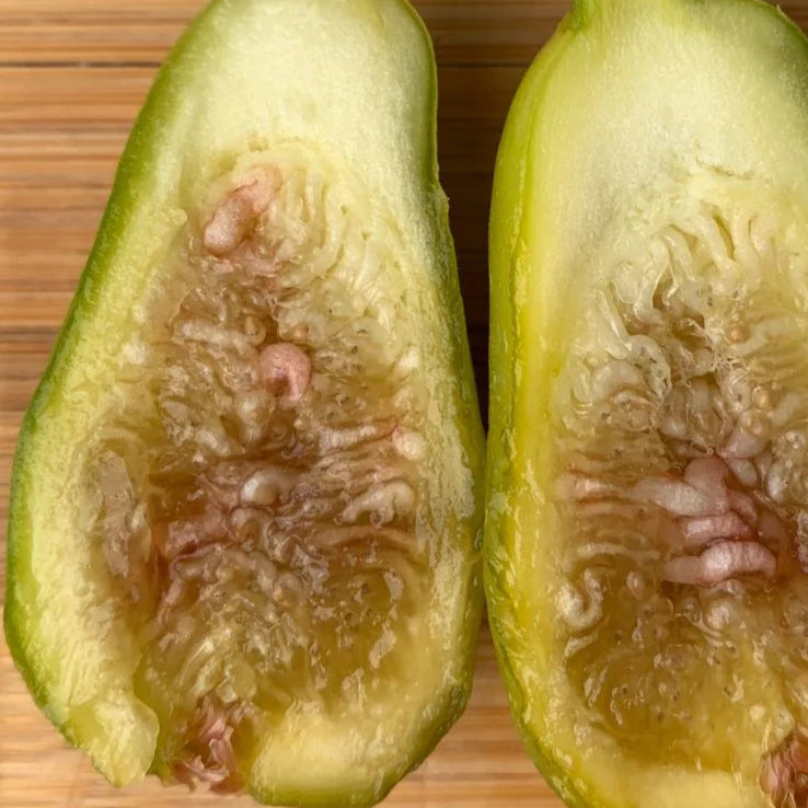 Norman's Yellow (rooted)