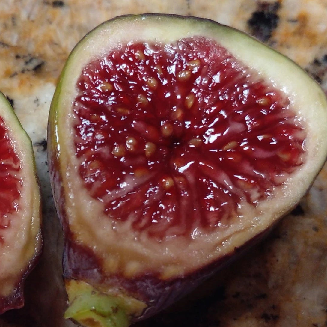 Texas BA1 (Cuttings)