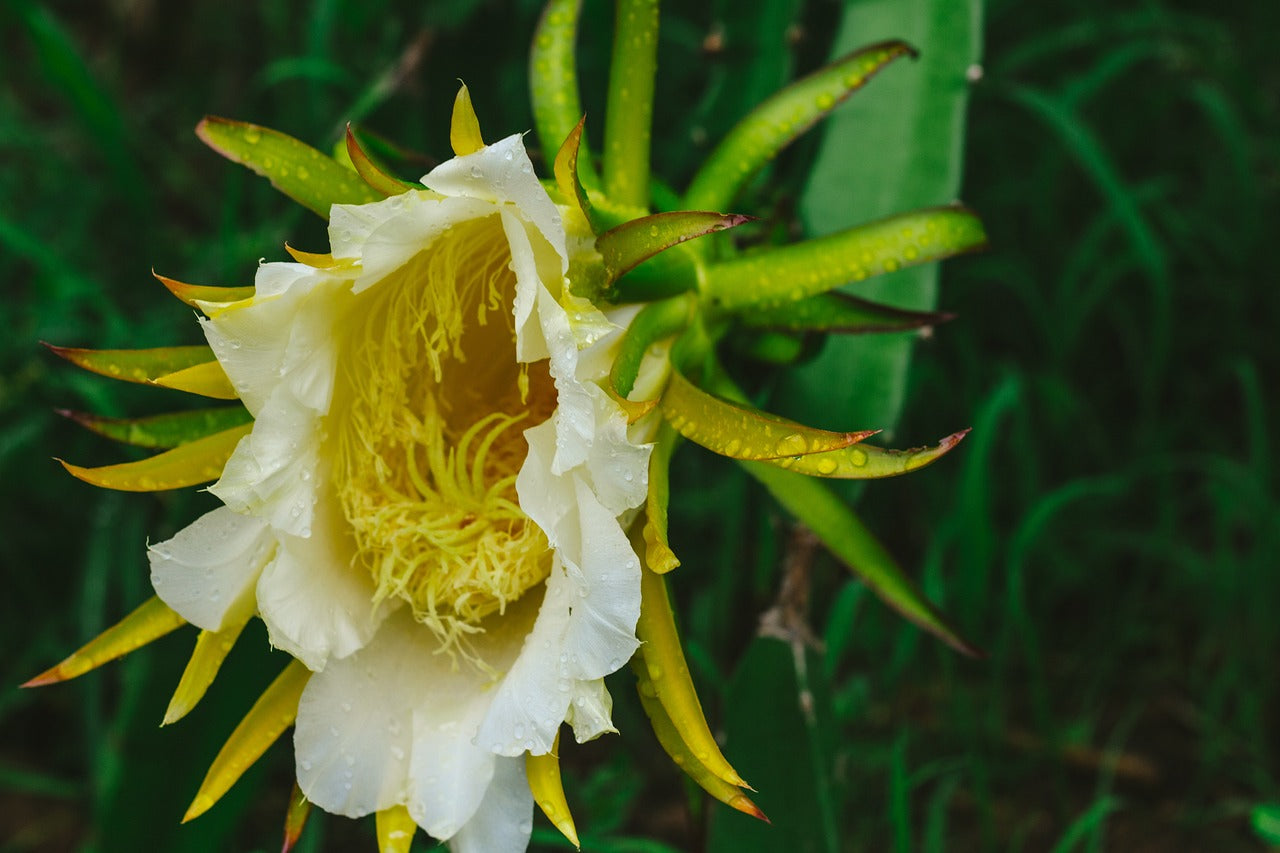 American Beauty Dragon Fruit