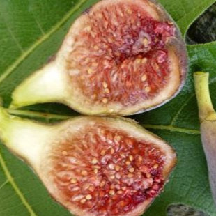 Ventura Strawberry Fig (rooted)