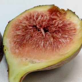 Vibo Valentia (Cuttings)