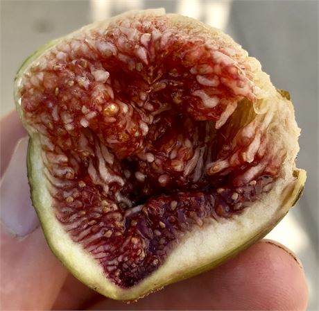 Black Zadar (Cuttings) – The American Fig Company