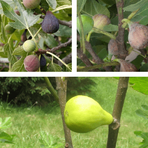 3 Cold Hardy Fig Package - The American Fig Company