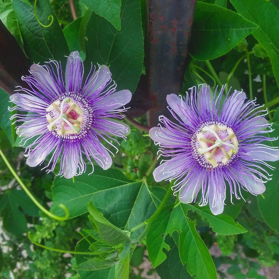 Hardy Passion Fruit (Maypop)