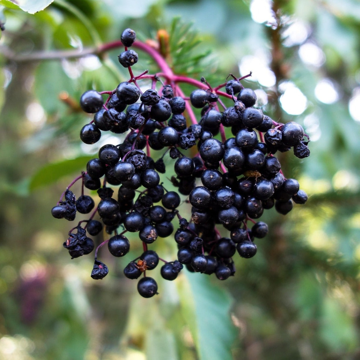 Allesso Elderberry