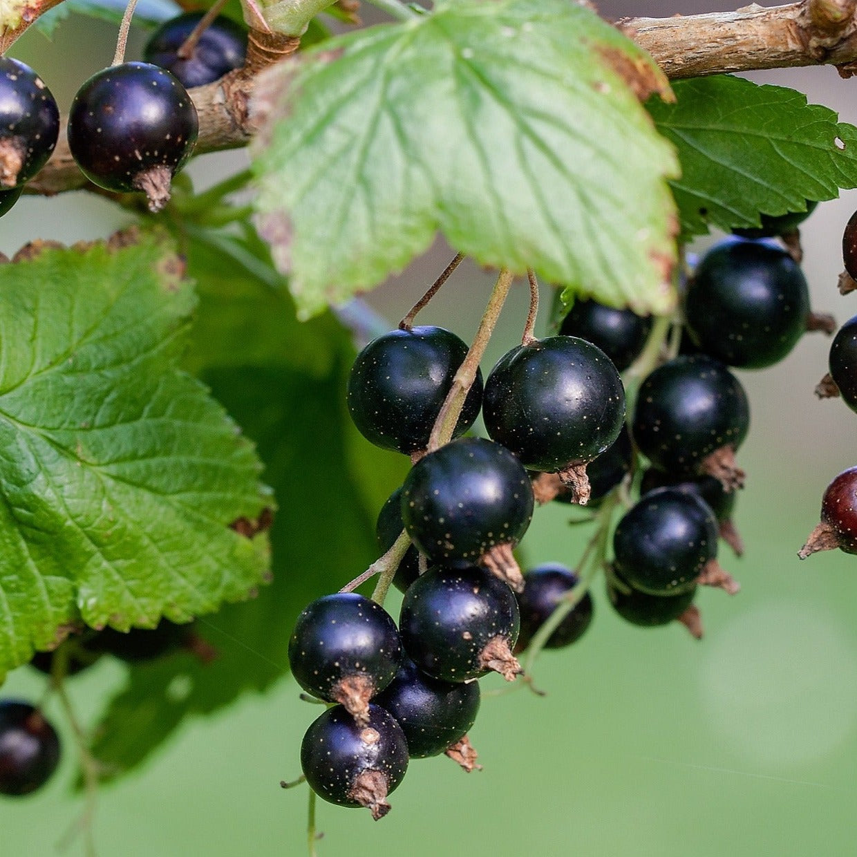Crandall Black Currant