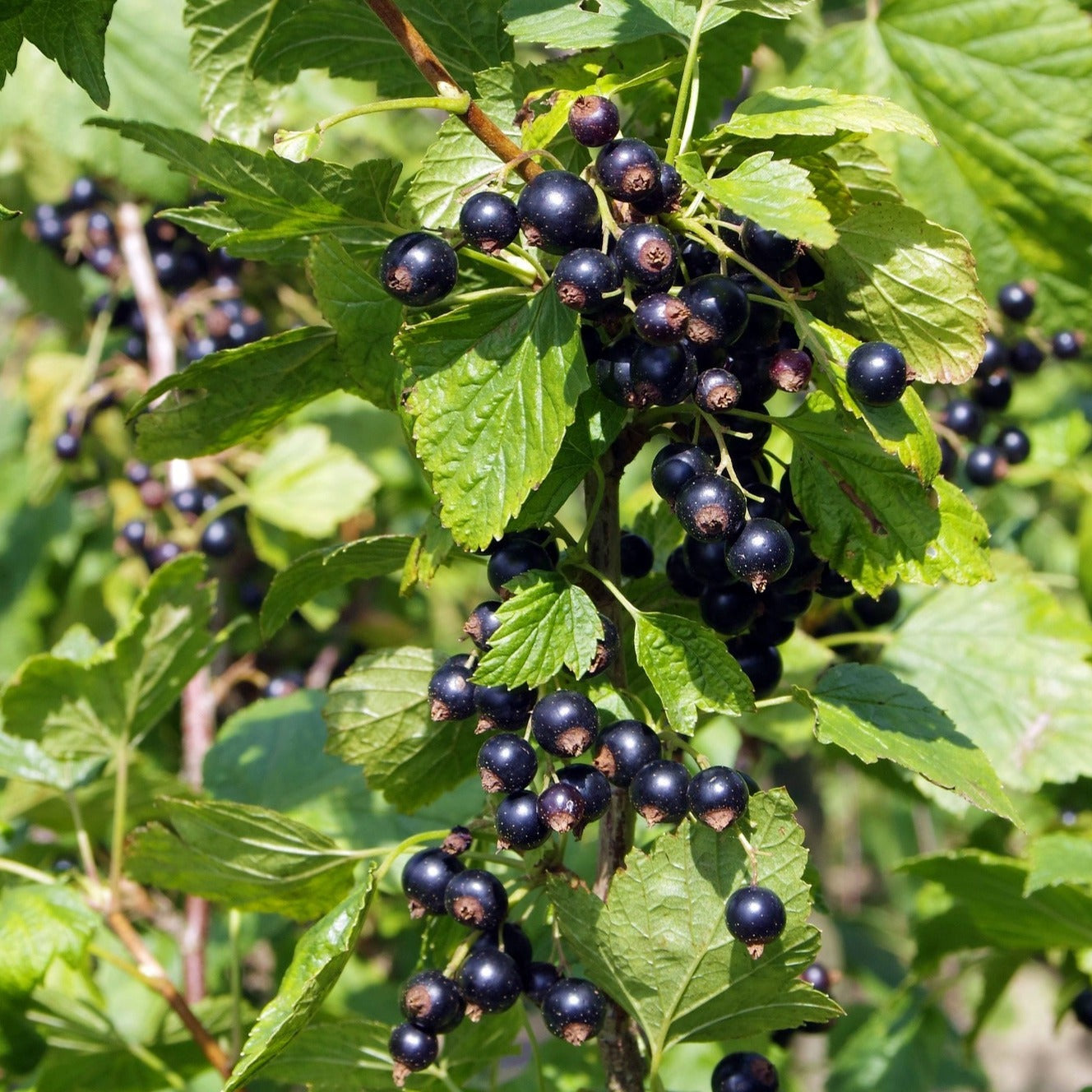 Black Currant Plant Size Black Currant Plant Size