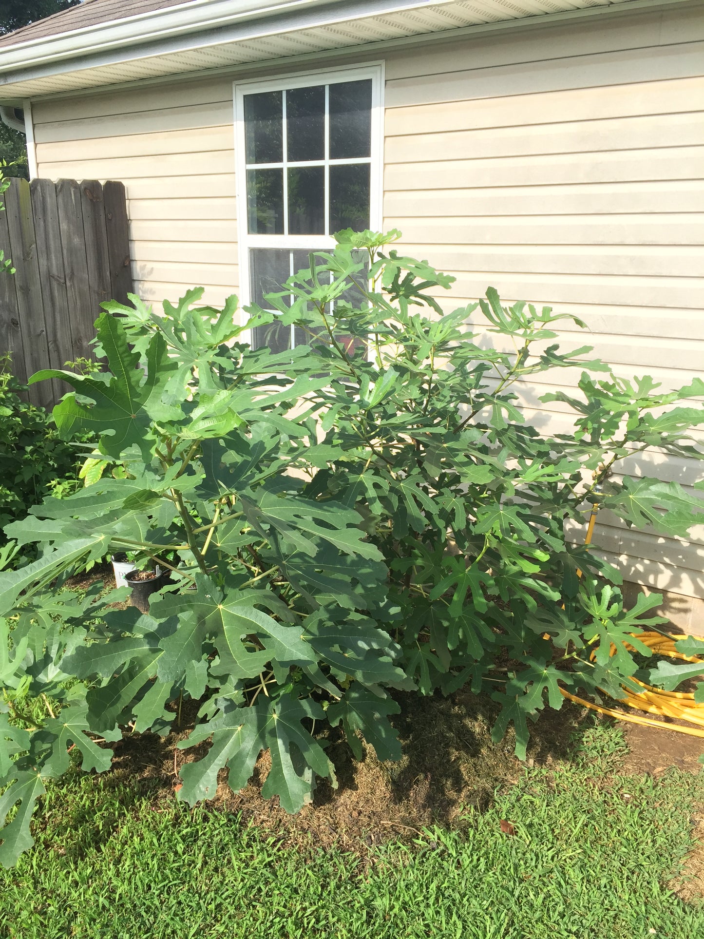 Black Mission (rooted)