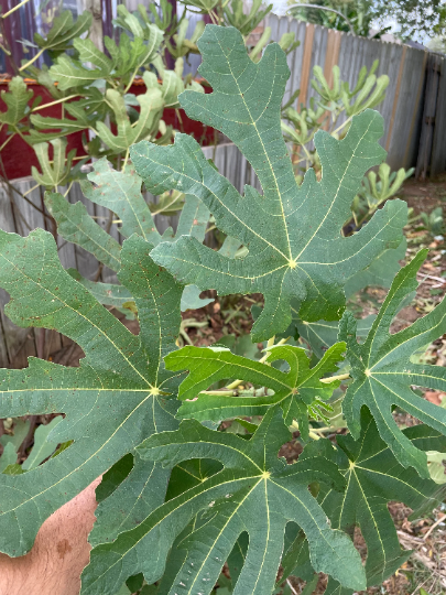 Black Mission (rooted)