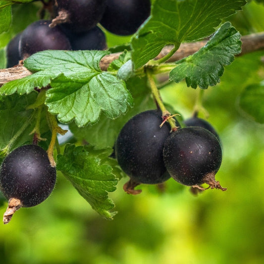Black Velvet Gooseberry (rooted)