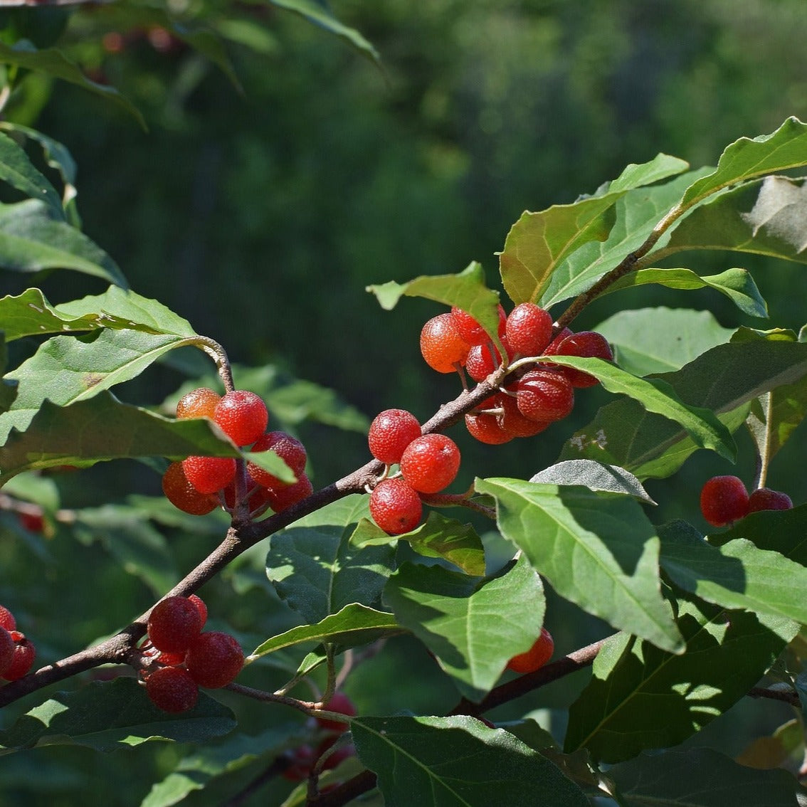 Brilliant Rose Autumn Olive (rooted)