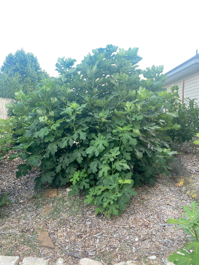 3 Cold Hardy Fig Package (cuttings)