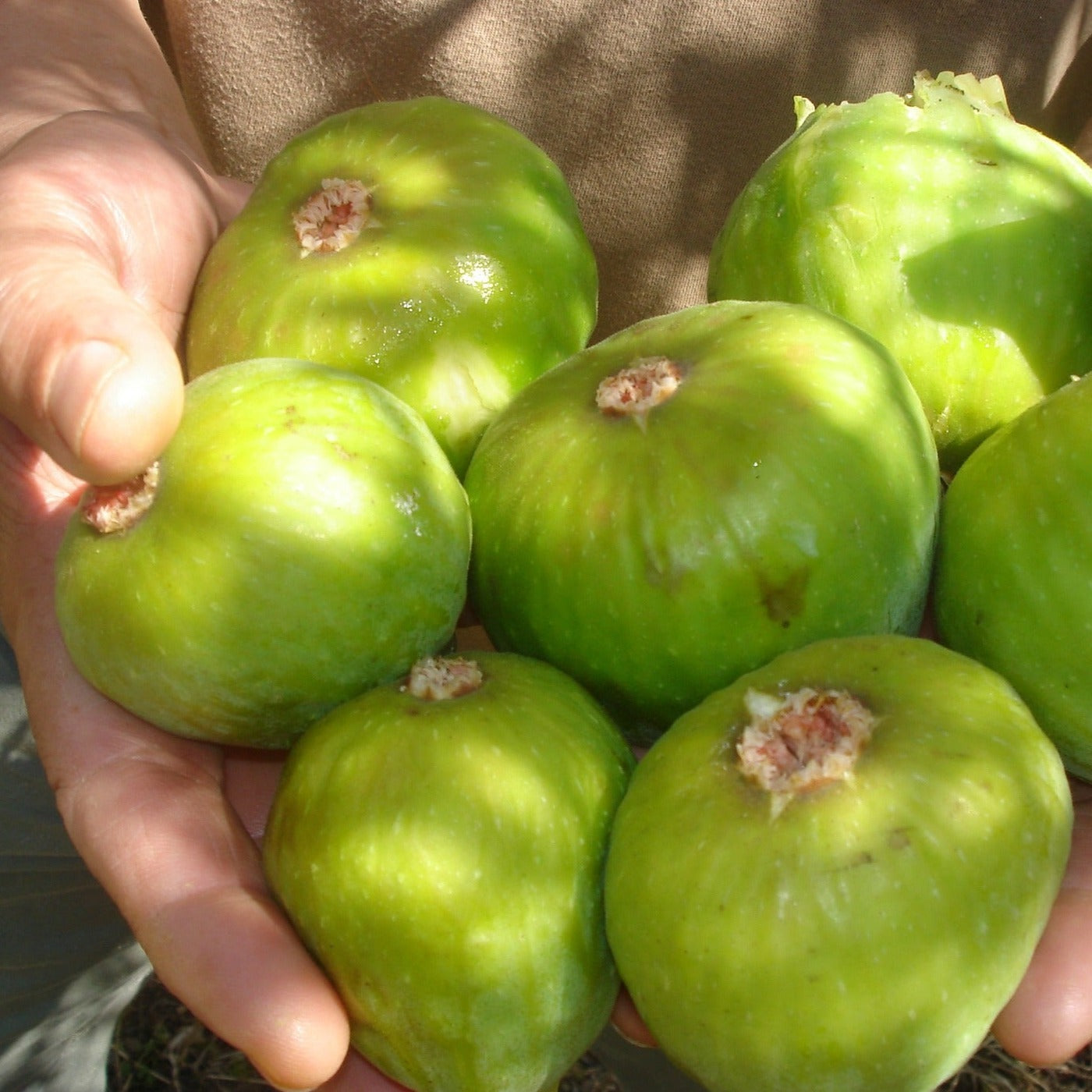 Deanna Fig (rooted)