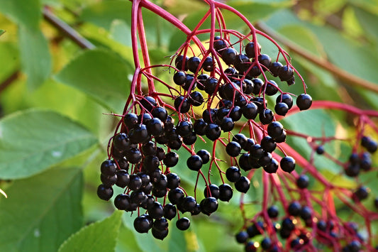 American Elderberry 'Adams' (Cuttings)