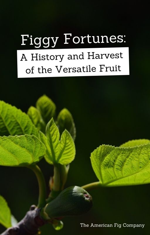 Figgy Fortunes: A History and Harvest of the Versatile Fruit (E-Book)