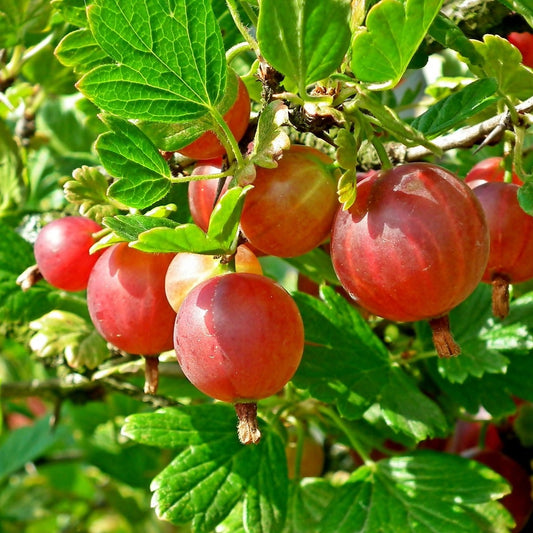 Glendale Gooseberry (rooted)