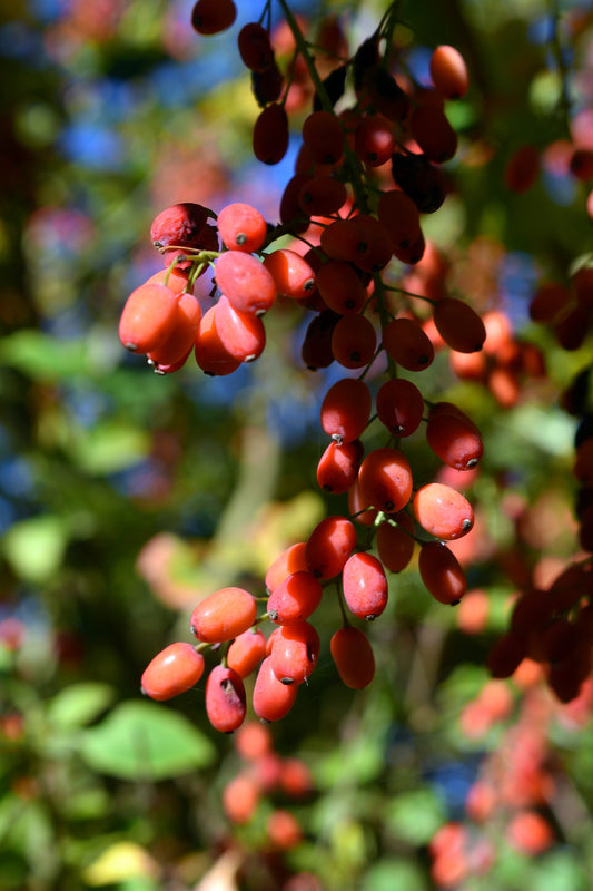 Phoenix Tears Goji Berry (Cuttings)